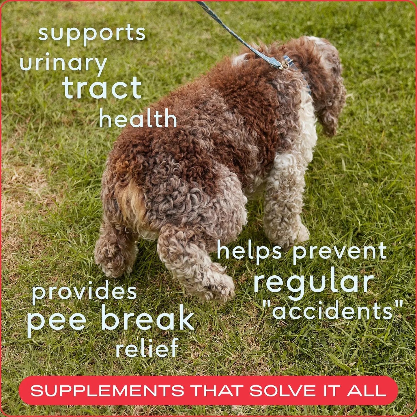 Native Pet Dog UTI Treatment Over The Counter & Fish Oil for Dogs to Support Itchy Skin + Mobility | 60 Chews & 8 Oz