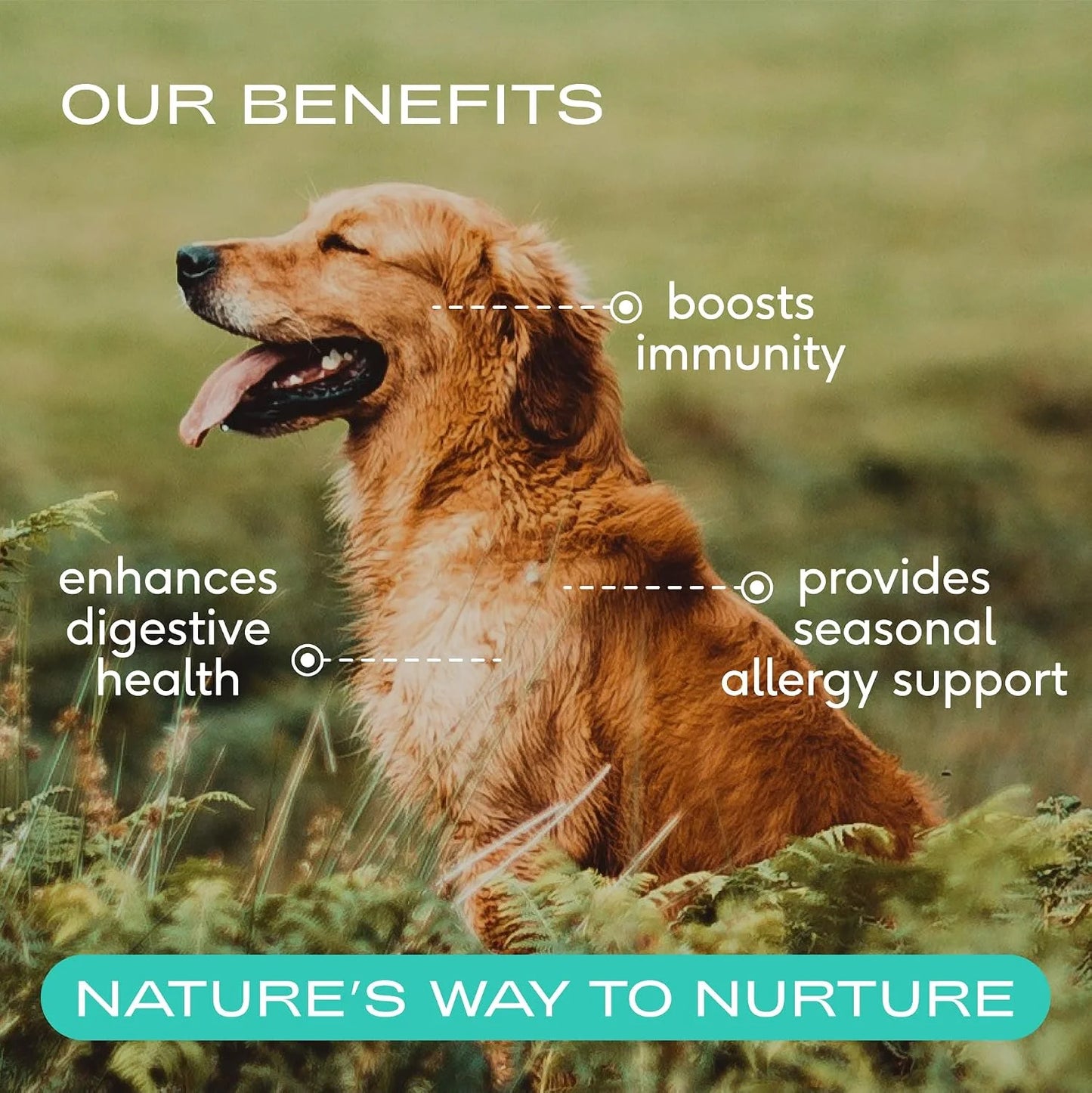 Native Pet The Daily Dog Vitamins & Supplements (30 Scoops) & Bovine Colostrum Powder (120 Scoops) – 11-in-1 Multivitamin, Allergy Relief, Immune Support & Itchy Skin Treatment for Dogs