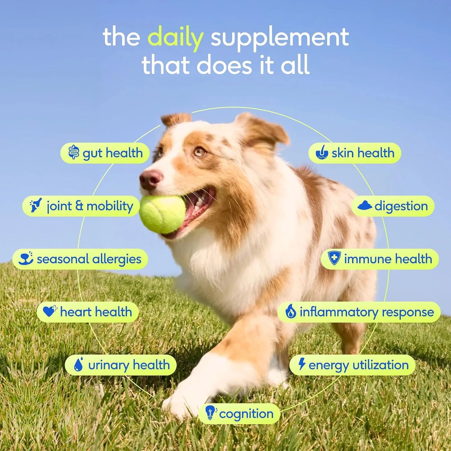 Native Pet Advanced Calming Chews for Dogs & The Daily Dog Vitamins & Supplements - 11-in-1 Multivitamin Powder - Supports Whole Body Health, Mobility, Immunity & Anxiety Related Behavior - 60 Count