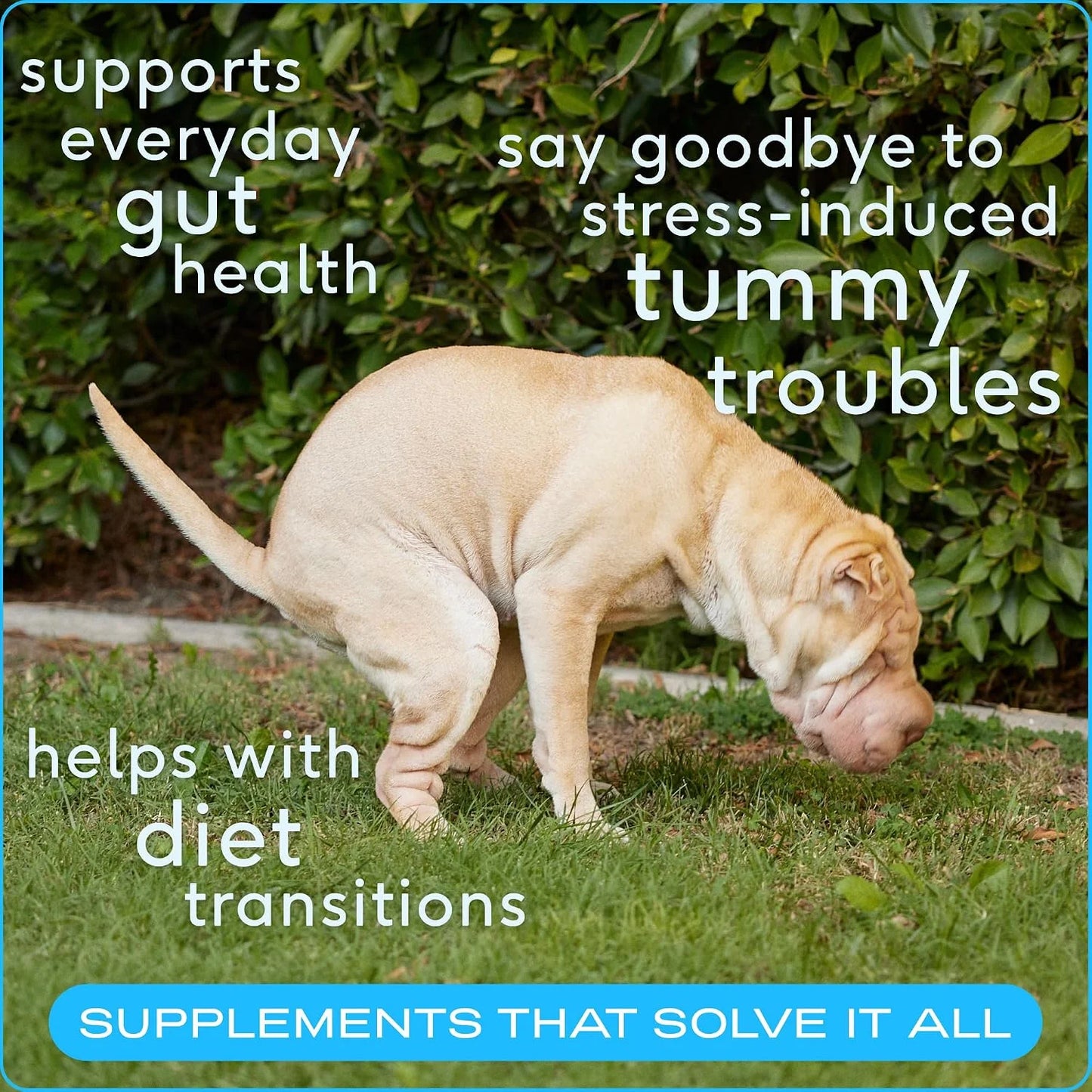 Native Pet Belly Bundle: Pumpkin for Dogs (8 Oz.) & Probiotic Powder for Dogs (4.1 Oz.) - All-Natural Remedy for Pet Diarrhea, Upset Stomach & Gas Relief