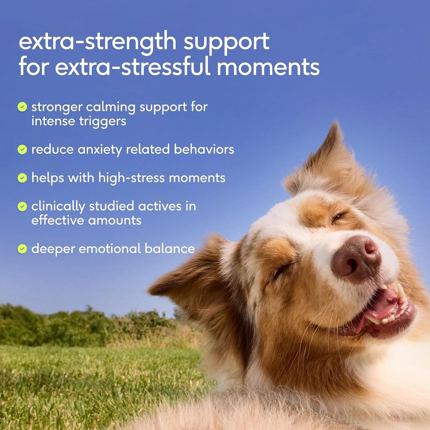 Native Pet Advanced Calming Chews for Dogs & The Daily Dog Vitamins & Supplements - 11-in-1 Multivitamin Powder - Supports Whole Body Health, Mobility, Immunity & Anxiety Related Behavior - 60 Count